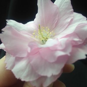 Meet your Posher, Katelyn